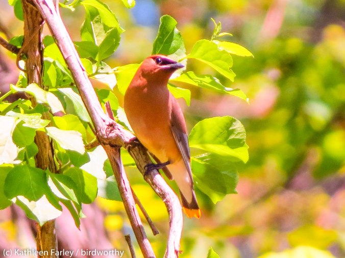 Cedar Waxwings dart back and forth. Doodletown Rd, Bear Mountain State Park. Photo taken on May 17, 2014.