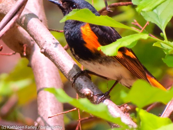 Up close and personal with an American Redstart.  Doodletown Rd, Bear Mountain State Park. Photo taken on May 17, 2014.